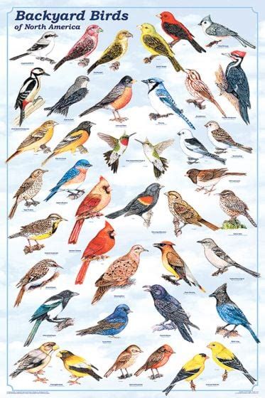 Backyard Birds Of North America Laminated Poster