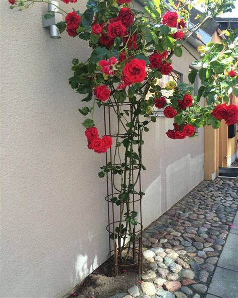 Rosarium Uetersen Climbing Rose Rosarium Lottum Artofit