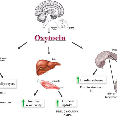 Metabolic Effects Of Oxytocin Ot Is Secreted From The Posterior Lobe