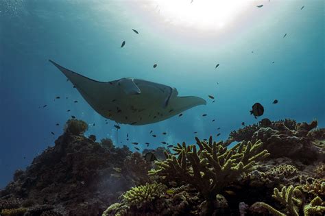 Sweet Spot Found For Foraging Manta Rays Uq News The University Of