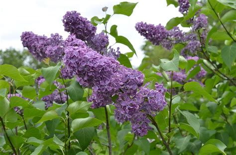 Lilacs Plant Care And Collection Of Varieties