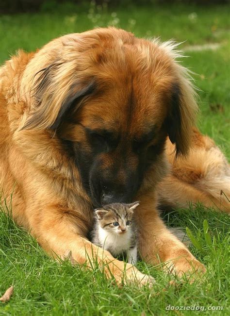 125 Best Images About Leonberger On Pinterest Home Jobs