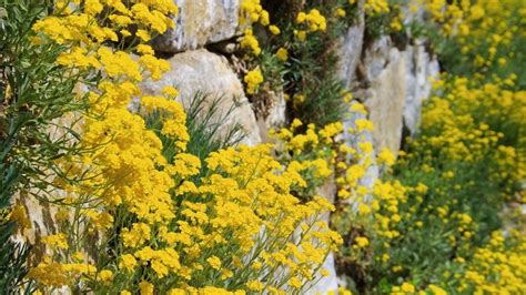 15 Types Of Yellow Flowering Ground Covers That Are Good For Your
