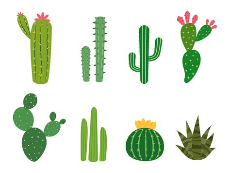 Conjunto De Vectores De Colecciones De Cactus Aislado Sobre Fondo