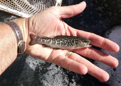 What Is A Tiger Trout Where To Find One And How To Catch One Rod And Net