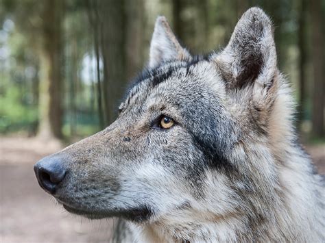 Бюгель, 9 января 2012 в wolf. Natur: Der Wolf kommt zurück: Was bedeutet das für Schäfer ...
