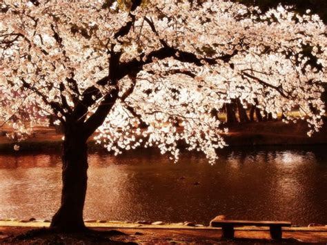 Cherry Blossoms Trees Night Flowers Blossoms Rivers