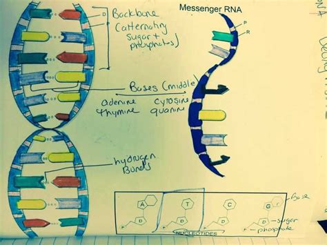 Dna structure suggested a mechanism for dna replication dna replication is carried out by a complex system of enzymes dna replication is continuous on the leading strand and discontinuous on the lagging strand Dna Structure and Replication Worksheet Answers Key ...