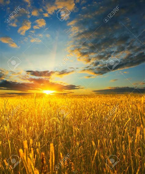 Sunrise Over Field With Wheat Stock Photo Picture And Royalty Free