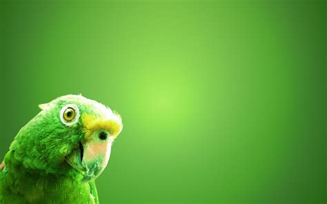 Parrot Full Hd Wallpaper And Background Image 1920x1200 Id357312