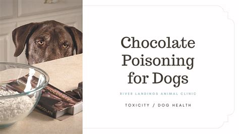 Chocolate Poisoning For Dogs — River Landings Animal Clinic In