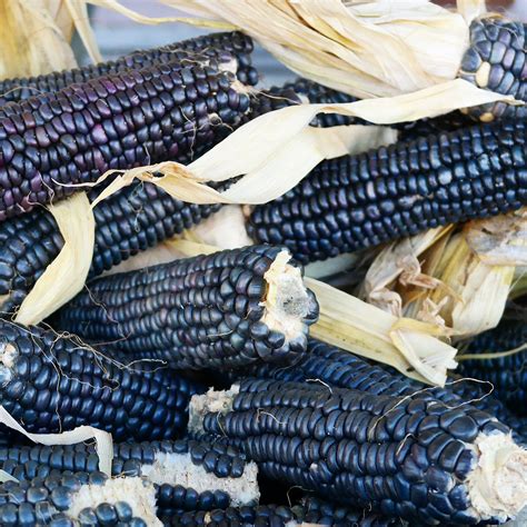 Blue Corn Also Known As Hopi Maize Is A Variety Of Flint Maize Grown