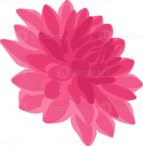 Free Pink Dahlia Flower Hand Drawn Illustration 10172790 Png With