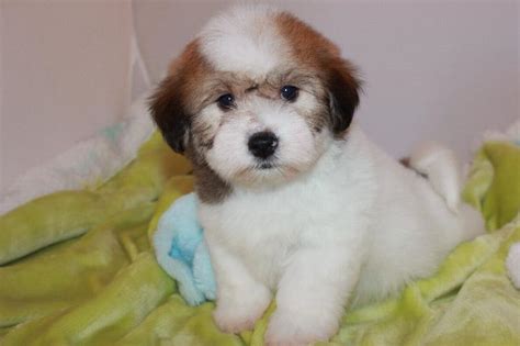 Our Nursery Of Coton De Tulear And Havanese Puppies Available By Cornerstone