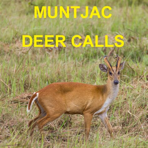 The muntjac deer was introduced into the uk from china in the 20th century. Amazon.com: Muntjac Deer Calls Sounds for Big Game Hunting ...