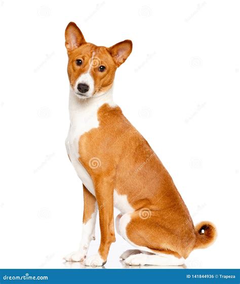 Basenji Dog On White Background Stock Photo Image Of Mammal Panting