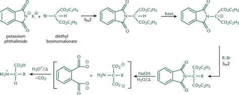 Gabriel Synthesis Of Amino Acids - Figure 10.8. Gabriel Synthesis An amino acid is generated from