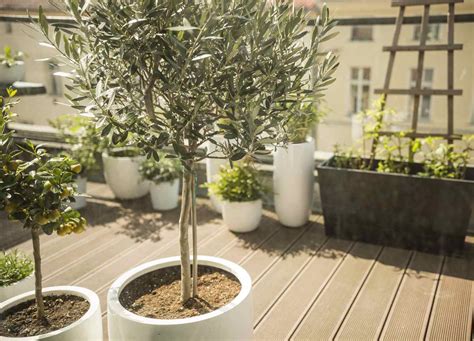 Olive Trees In Pots Growing And Care