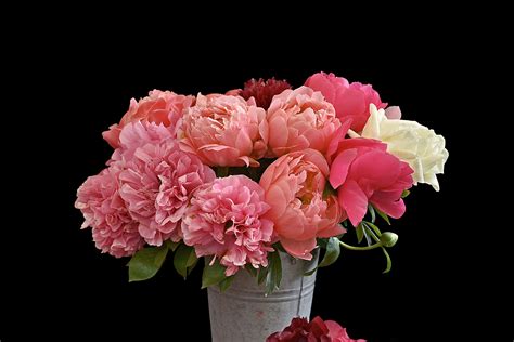 We did not find results for: Pink Peonies 4k Ultra HD Wallpaper | Background Image ...