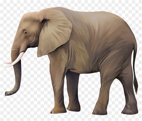 Animal Illustrator Illustration Real Transprent Realistic Elephant