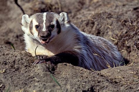 American Badger Amazing Facts And Latest Pictures Animals Lover
