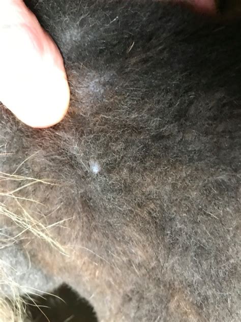 Clear Blister On Dogs Skin Thriftyfun