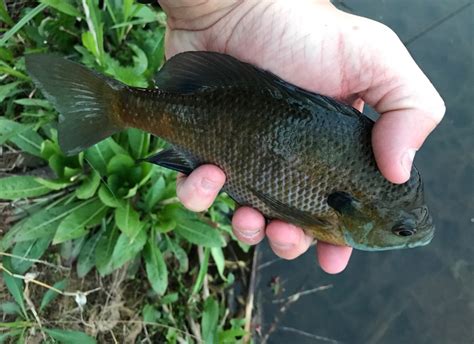 Fly Fishing For Sunfish Casting Across