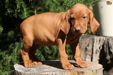 Learn about your this breed of dog with our extensive breed profile. Hungarian Vizsla Dog Breed Information, Buying Advice ...