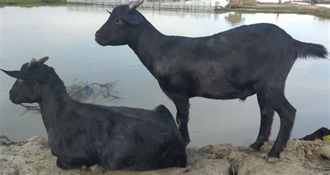 Black Bengal Goat Characteristics Meat Weight Price