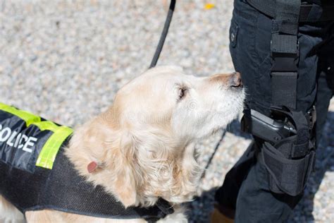 110 Golden Retriever Police Photos Free And Royalty Free Stock Photos