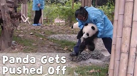 Baby Panda Gets Pushed Off By The Other One Ipanda Youtube