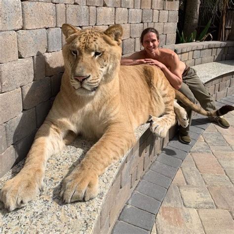 Far bigger than any dinosaur, the blue whale is the largest known animal to have ever lived. Meet The 'World's Largest Cat', A 319 Kg Lion-Tiger ...