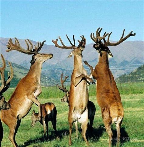 101 Best Images About Antlers On Pinterest Antlers