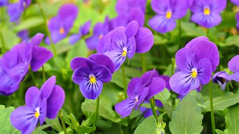 Growing Pansies How To Plant Grow And Care For Pansy