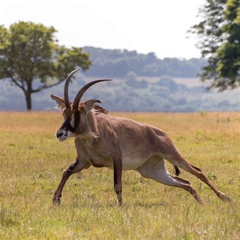 Roan Antelope Whipsnade 02 Aug 2015 Zoochat