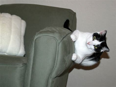 Cats Caught In The Act At Just The Right Moment 22 Pics