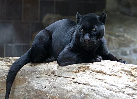 Animal Of The Day Black Jaguar