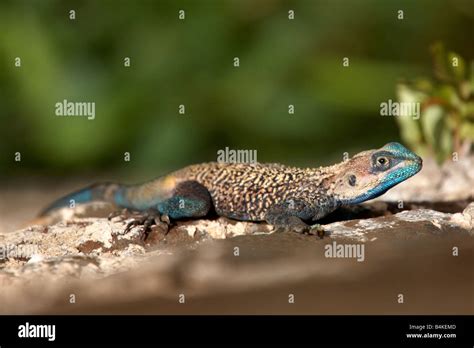 Blue Headed Agama Lizard Hi Res Stock Photography And Images Alamy