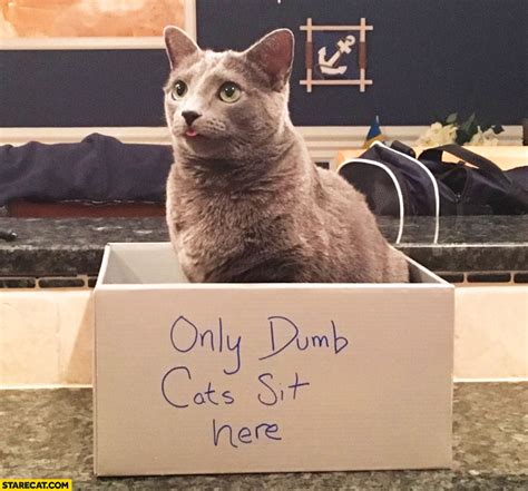 Cat Sitting In A Box Labeled Only Dumb Cats Sit Here