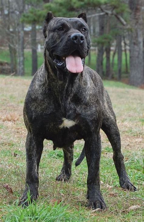 The Cane Corso Breed A Great Dog For A Life Of Solitude Pethelpful