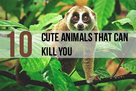 10 Cute Animals That Will Likely Kill You