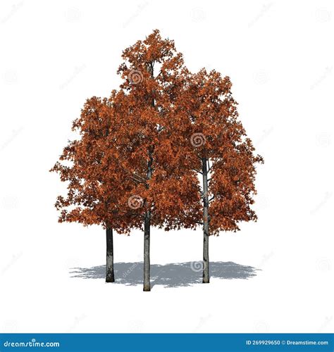 A Group Of Shingle Oak Trees In Autumn With Shadow On The Floor