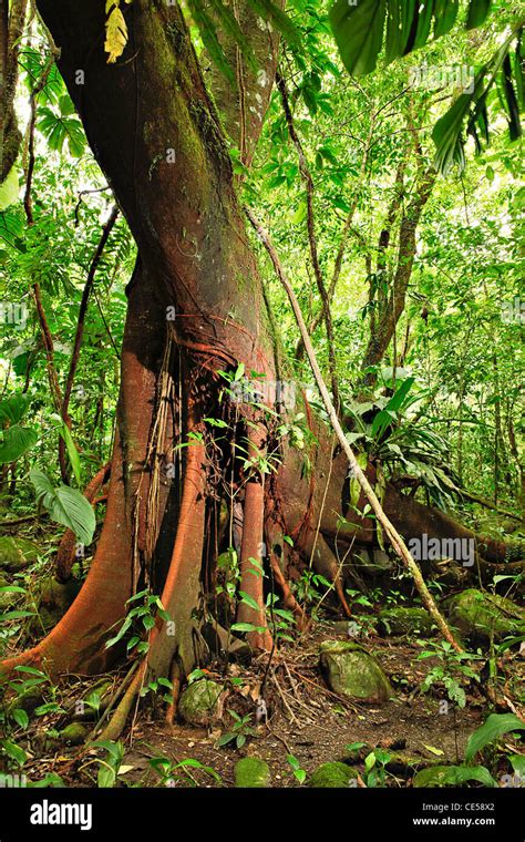Details 48 árboles Del Bosque Tropical Abzlocalmx