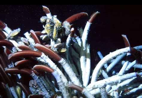 Giant Tubeworms Are Found In The Oceans Most Inhospitable Spots They