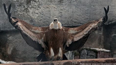 Interesting Facts About Vultures Just Fun Facts