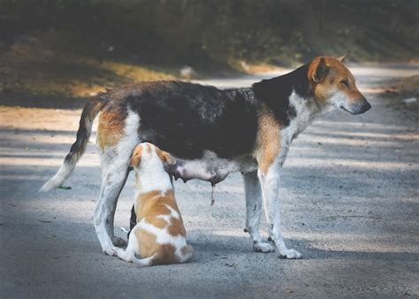 Premium Photo Mother Dog Feeding Her Child Puppy