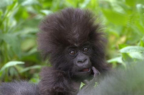 18 Cute Baby Gorillas Get Their Names