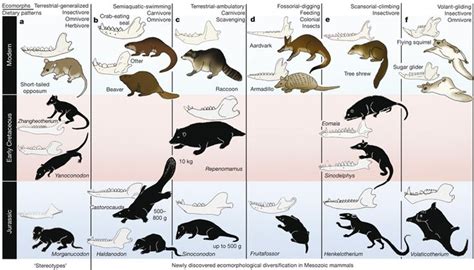 Transformation And Diversification In Early Mammal Evolution Nature