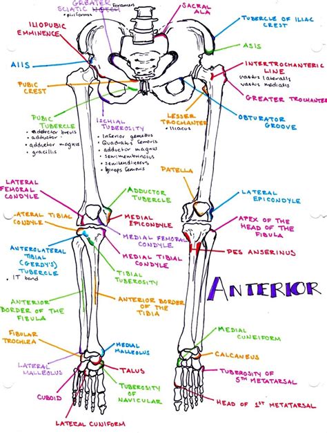Leg Bones Artofit