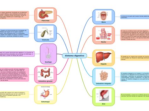Sistema Digestivo Mapa Mental